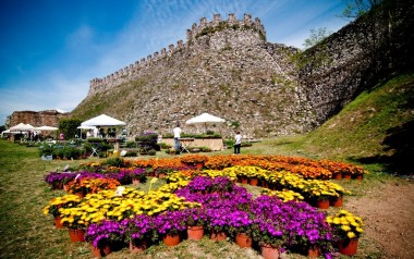 fiori-nella-rocca-lonato