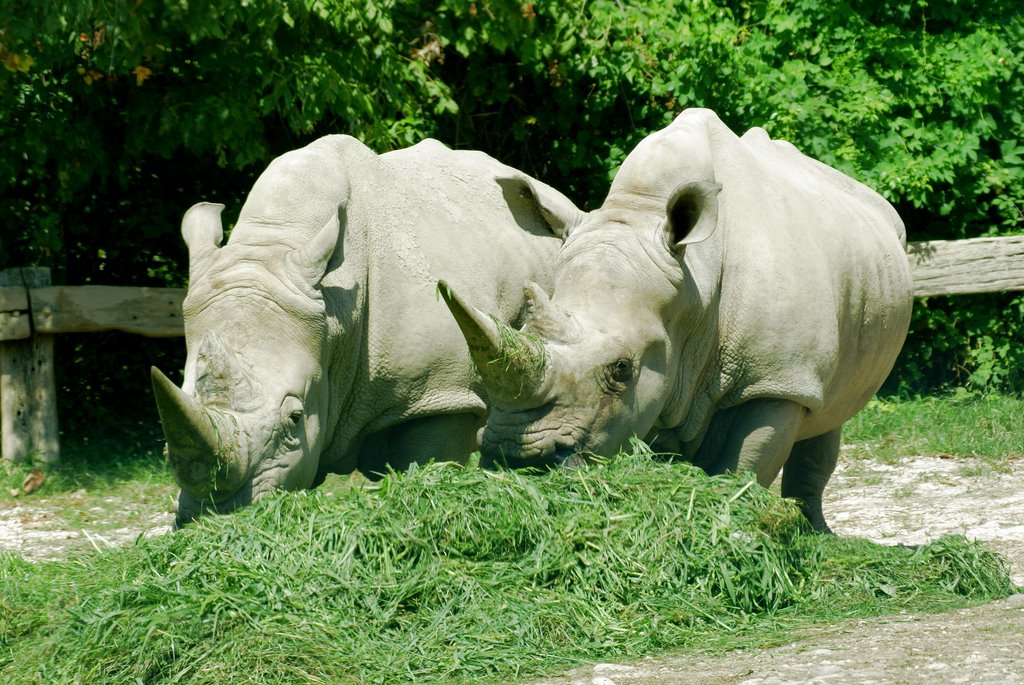 parco zoo safari lago di garda